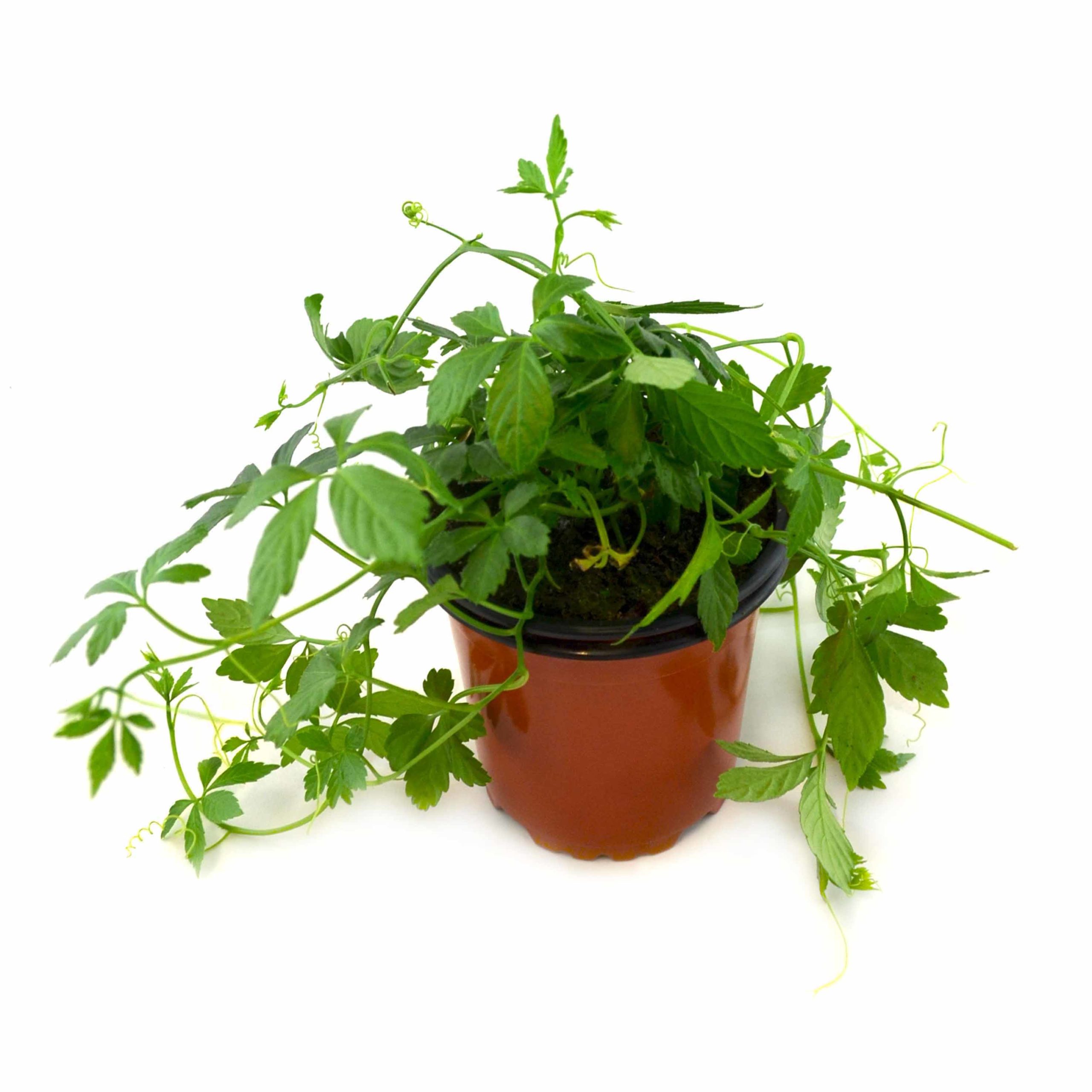 MACETA YIAOGULAN - PLANTA DE LA LONGEVIDAD