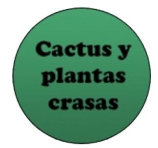 Cactus y plantas crasas
