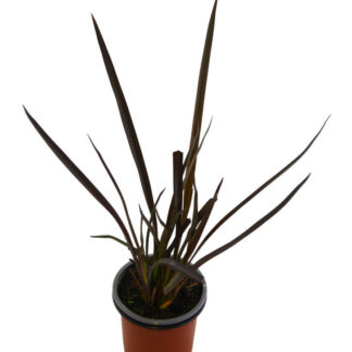 MACETA PLANTA HACER CUERDAS ROJA