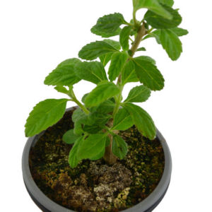 MACETA LANTANA URUGUAY