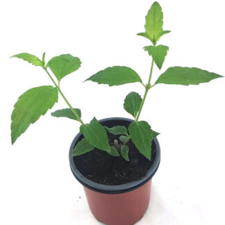 MACETA HIERBA DE LOS SUEÑOS