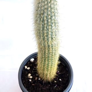MACETA PILOSOCEREUS CHRYSOSTELE
