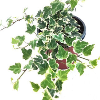 MACETA HIEDRA DE INTERIOR BLANCA