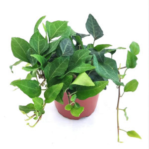 MACETA HIEDRA DE INTERIOR VERDE LANCEOLADA