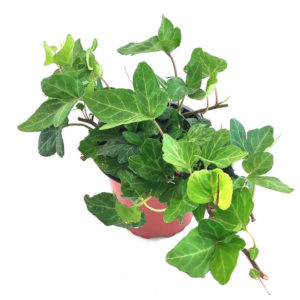 MACETA HIEDRA DE INTERIOR VERDE TRIDENTATA