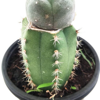 MACETA INJERTO DE PEYOTE CON SAN PEDRO