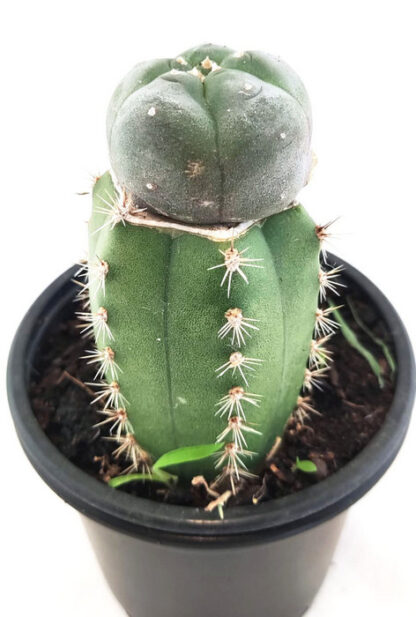 MACETA INJERTO DE PEYOTE CON SAN PEDRO