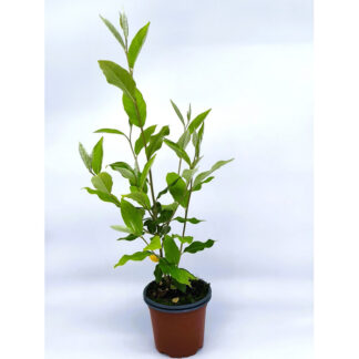 Eleagno gris fruto rojo comestible