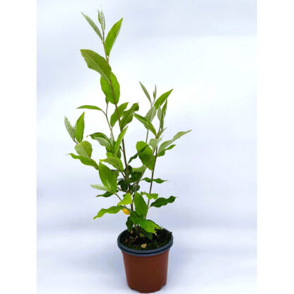 Eleagno gris fruto rojo comestible