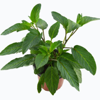 MACETA PEPINO MELÓN