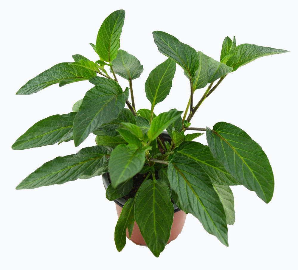 MACETA PEPINO MELÓN