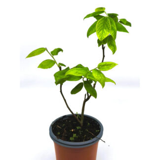 MACETA ARÁNDANO AZUL DUKE