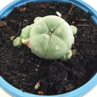 MACETA PEYOTE MADRE "HACE HIJOS" 3 AÑOS