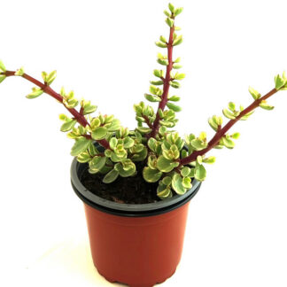 MACETA ÁRBOL DE LA ABUNDANCIA