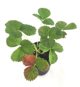 MACETA FRESA BLANCA SABOR PIÑA "PINEBERRY"